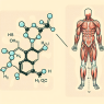 Cómo afecta Methyltestosterone a la sensación de fatiga muscular